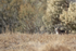 Bobcat looks out, Bosque del Apache, New Mexico, USA