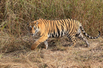 Bengal Tiger slinks by, Panna Reserve, Madhyra Pradesh, India