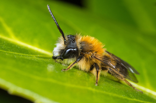 [i]Andrena fulva[/i] male. Staffordshire garden, April 2015. Note mandibles with "tooth" at base.
