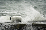 SCE009: Sheep in a Storm