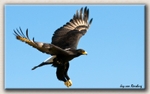 Verreaux's Eagle 3