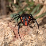 European Black Widow Spider (Latrodectus tredecimaguttatus