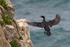 Shag about to land on a cliff ledge at Durlston