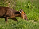 Reeves' Muntjac