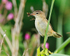 Sedge Warbler perched with insects at Otmoor