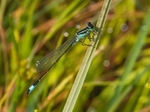 Blue-tailed Damselfly