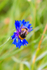 bee-6989