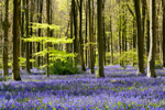 West Woods Bluebells 02