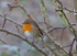 IMG_6765 - ROBIN IN THE FROST - Version 3