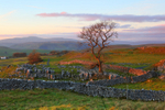 Whinskill Tree