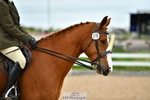Cls 67 Ridden Show Hunter portfolio