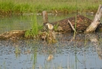 Squacco Heron