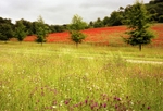 Wellground Farm II