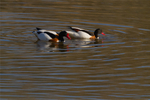 Shelducks - Lackford Lakes