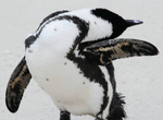 African Penguin