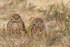Burrowing Owls at burrow entrance, Cape Coral, Florida