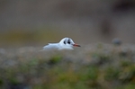 Black-headed Gull