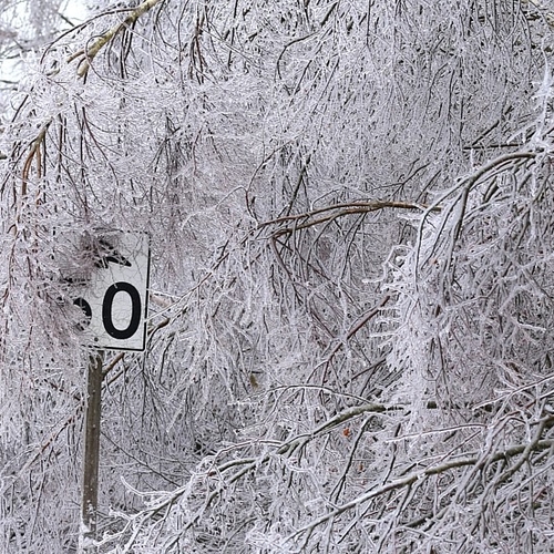 Icy limbs partially obscure a 50 km/hr speed limit sign.