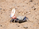 Fiddler Crab