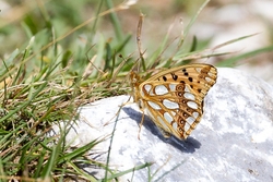 Queen of Spain Fritillary