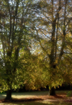 Autumn, Crossmead, Exeter
