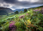 Heather and Hills, Beddgelert
