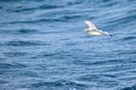 Kittiwake flying alongside boat, Snæfellsnes peninsula, Iceland