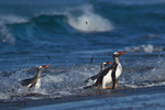 Gentoo Penguins