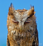 Sleepy Owl