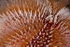 Echinus esculentus detail
