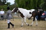 WJ6_8286