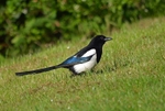 Magpie