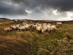 Scar House Sheep