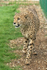 Murphy - Cheetah at WHF