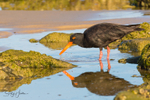 Sooty Oyster Catcher 12