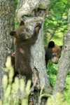 Scared Black Bear cubs, Minnesota, USA