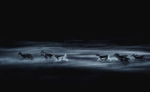 Fallow Deer