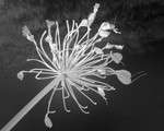 Infra Red Flower Stalk Photograph in Black and White