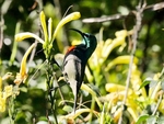 Greater Double Collared Sunbird