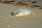 Atlantic Grey Seal