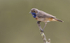 Male Bluethroat