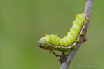 Hungry Mopani Worm