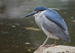 Black Crowned Night Heron