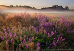 Wagon Hill Meadows