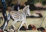 Zebra Crossing