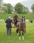 Attelage -1022