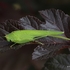 Phaneroptera falcata (Sickle-bearing Bush-cricket)