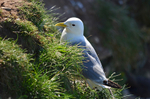 Kittiwake