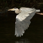 Grey Heron