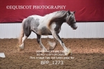 BPP_1273